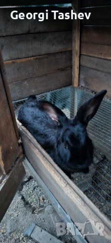 Продавам зайци и петли, снимка 12 - За птици - 54313050