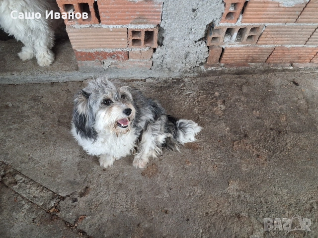 Малтийска болонка, снимка 5 - Болонка - 55057962