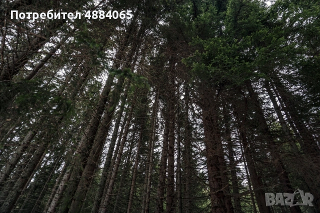 Продавам борова гора, Бургас област