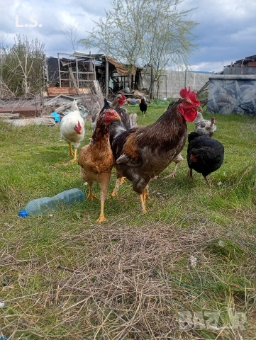 Продам пилета ,ярки , петлета , пуйки, снимка 17 - Кокошки и пуйки - 51726042