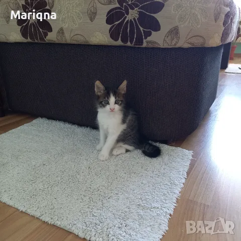 Подарявам мъжко котенце, снимка 2 - Други - 55659670
