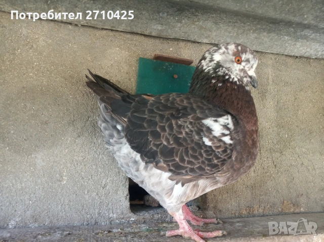 Американски Кинг, снимка 5 - Гълъби - 53258582