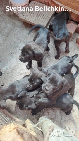 Продавам Кане Корсо, снимка 12 - Кане корсо - 54278276