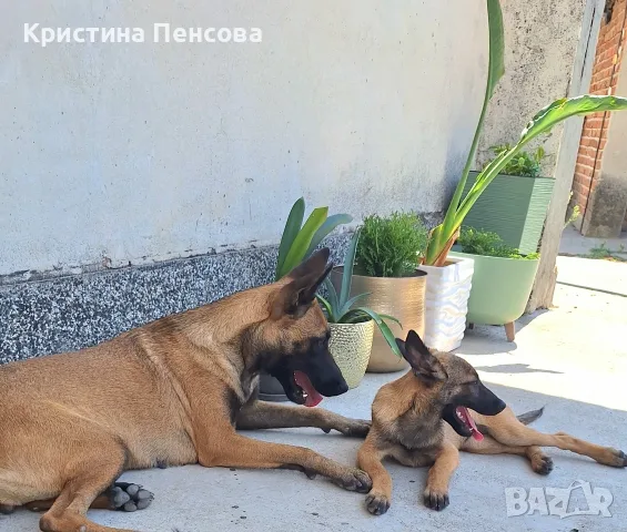 Белгийска овчарка 