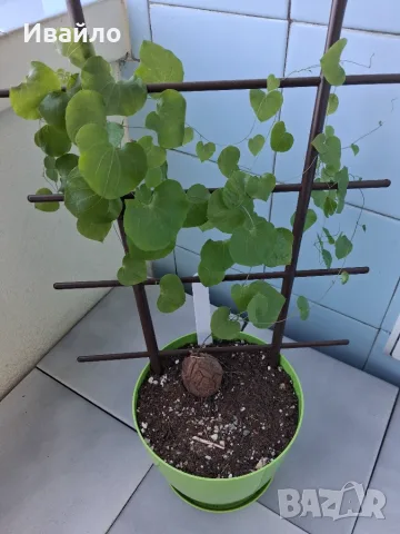 Dioscorea elephantipes и Dioscorea Sylvatica