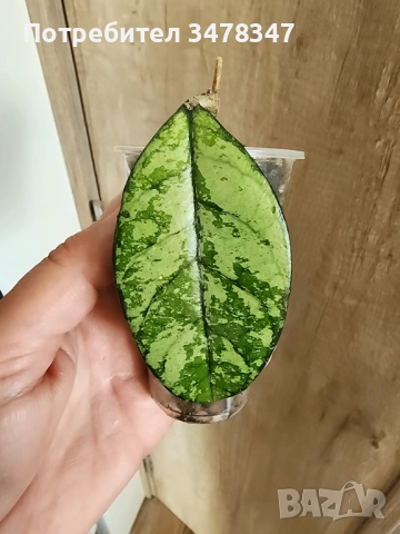 Хоя Crassipetiolata splash small leaves