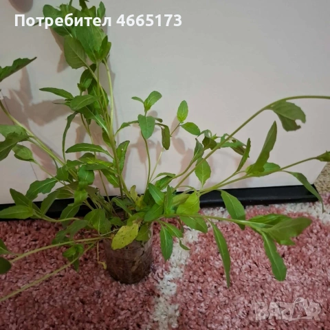 Розова Йонотера, снимка 4 - Градински цветя и растения - 54268726