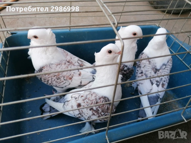 Млади гълъби , снимка 2 - Гълъби - 52771237