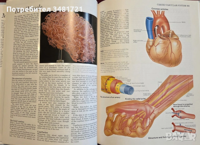 Атлас по анатомия / Atlas of Anatomy, снимка 7 - Специализирана литература - 55064882