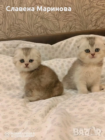 Шотландски котки , сребърна чинчила, колорпойнт, дългокосместо шотландско коте 