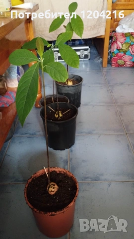 Авокадо около 40 см средна височина на растенията, снимка 2 - Стайни растения - 54084572