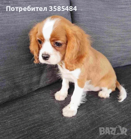 Кавалер Кинг Чарлз шпаньол, снимка 12 - Кавалер кинг чарлз шпаньол - 54469770
