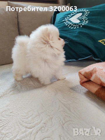Померанче мъжко , снимка 7 - Померан - 53950897