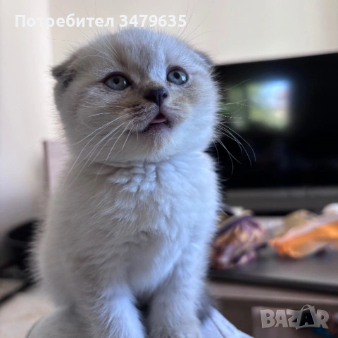 Шотландски/ британски котета , снимка 9 - Други - 54579117