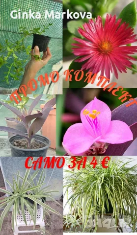🌿🔥 ПРОМО КОМПЛЕКТ – САМО ЗА 4 €! 🔥🌿 