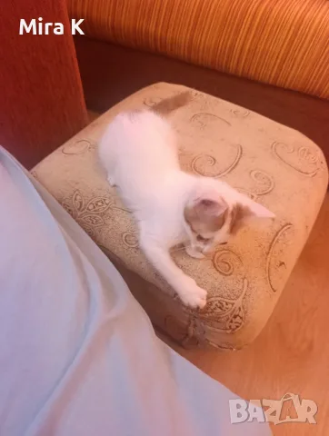 Малки  Котета момиченца, снимка 5 - Други - 55589346