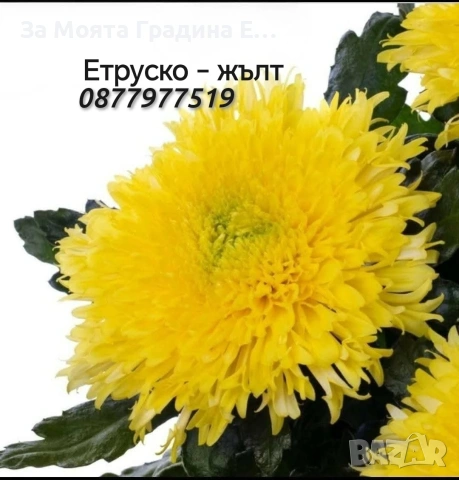 Хризантема разсад за юни месец!!, снимка 4 - Разсади - 54032482