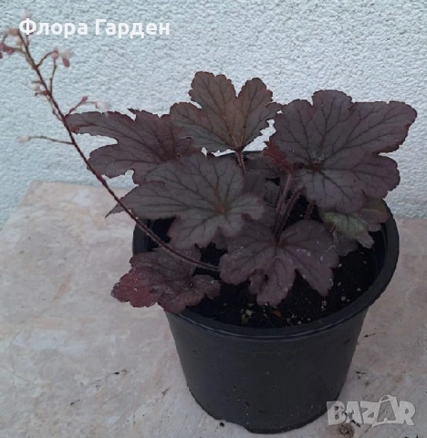 Хойхера, Хойхерела, Тиарела, снимка 6 - Градински цветя и растения - 55001292