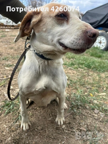 Истърско Гонче