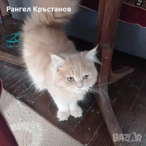 Продавам срещу символична цена 2бр. Персийски котета на 5месеца , снимка 2 - Персийска - 55678856