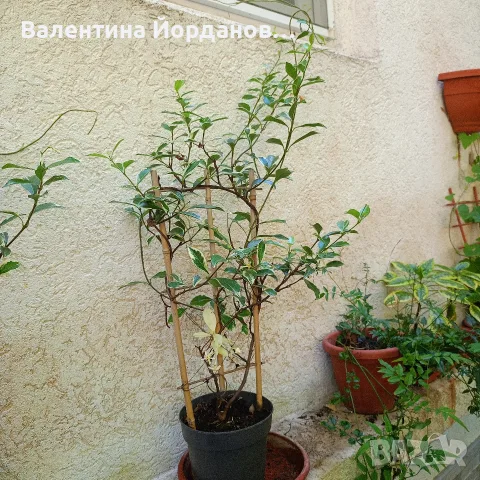 ароматен жасмин студоустойчив вечно зелен , снимка 2 - Разсади - 55618087