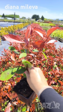 Фотиния Ред Робин, Photinia fr. Red Robin, снимка 8 - Градински цветя и растения - 49185099