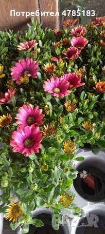 Остиуспермум Африканска Маргаритка , снимка 4 - Градински цветя и растения - 54062027