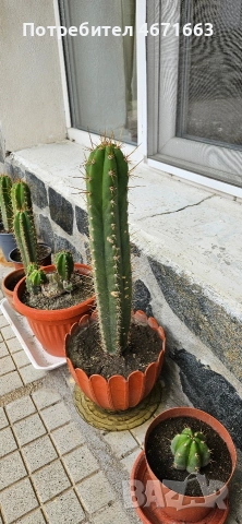 Trichocereus Peruvianus / San Pedro / Кактус