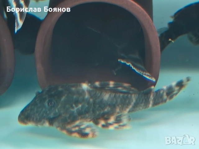 pleco, снимка 8 - Рибки - 54176529