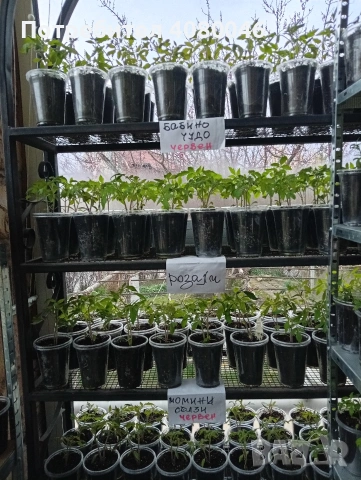 Разсад домати, краставици, тиквички, пипер, люти чушки, броколи, червено цвекло, снимка 2 - Разсади - 53813224