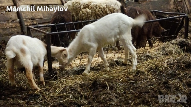 продавам ярета, снимка 2 - Кози - 54887659