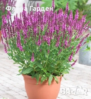 МНОГОГОДИШНИ ЦВЕТЯ, снимка 4 - Градински цветя и растения - 54414684