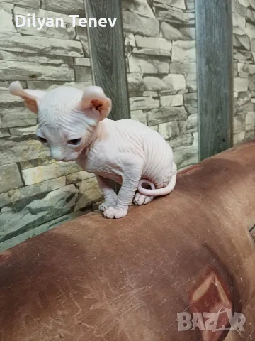 котенца Канадски сфинкс и Елф, снимка 5 - Сфинксове - 55494434