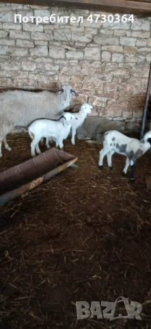 Продавам 2 шилета с агънца 