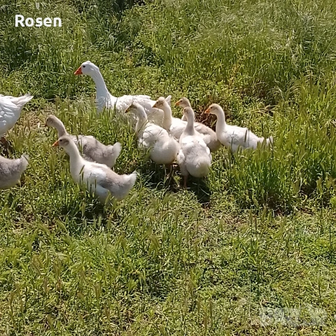 Гъски и Неми Патици , снимка 8 - Патици и гъски - 54759092