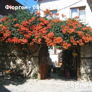  Текома (Tecoma stans) – слънчевата красавица с оранжеви цветове, снимка 2 - Разсади - 55415882