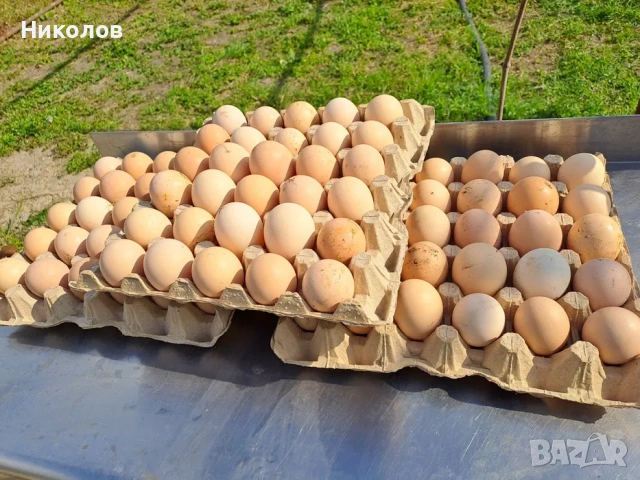 Домашни яйца от щастливи кокошки , снимка 2 - Домашни продукти - 54617039