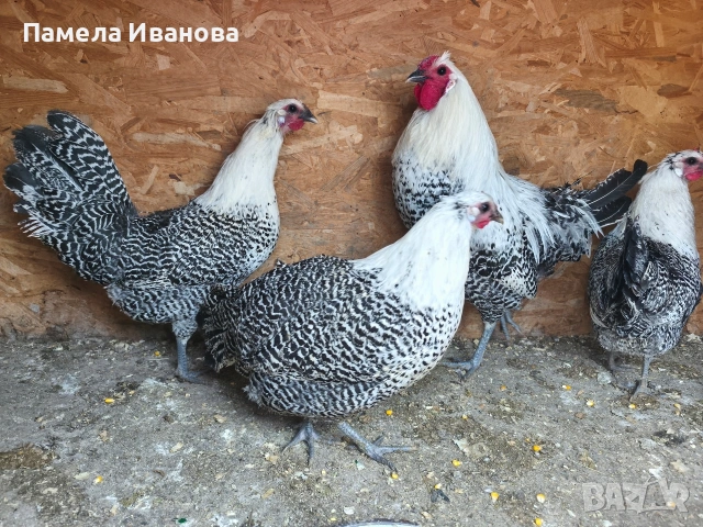 Вествалска кокошка 