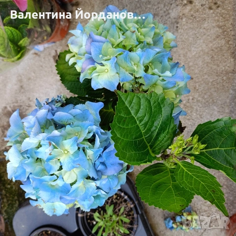хортензия , снимка 2 - Градински цветя и растения - 54333874