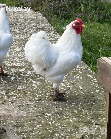 Свободни три триота бял мини виандот