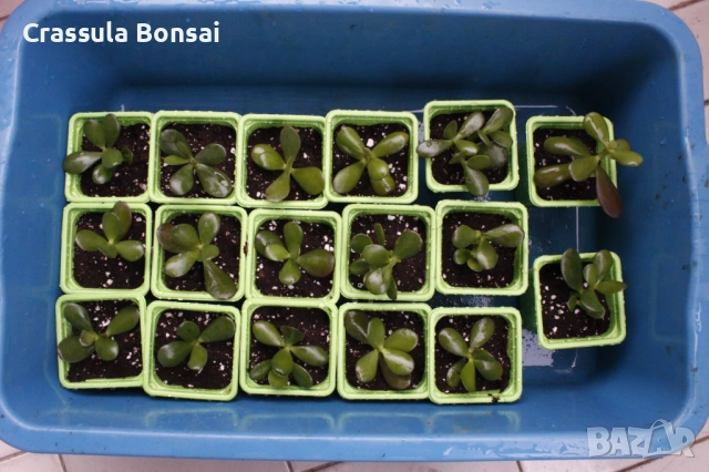 Красула Овата (Дървото на живота) - разсад