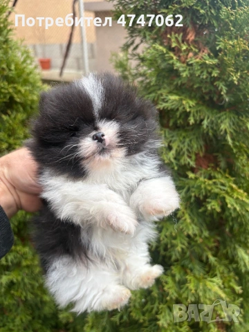 Померан мъжки, снимка 3 - Померан - 54112761