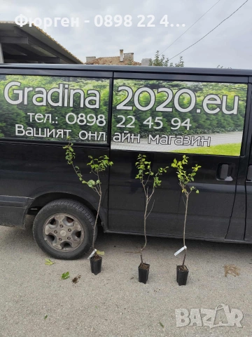 Слива - Ту-Сун Фиданки , снимка 4 - Разсади - 51852215