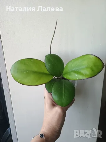 Хоя, hoya Nathalie, снимка 4 - Стайни растения - 55440913