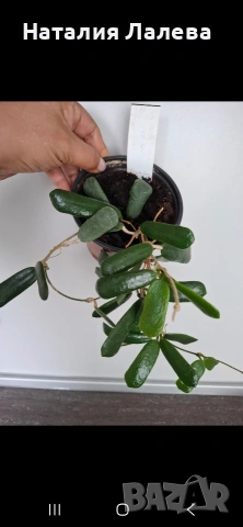 Хоя, hoya Rotundifolia