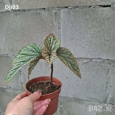 Бегония , снимка 3 - Стайни растения - 54783492