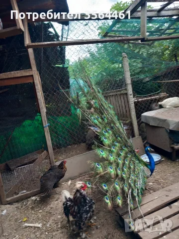 чифт индийски пауни, снимка 6 - други­ - 55391362