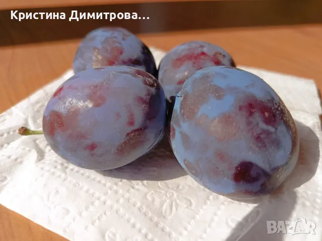  Сладки, големи, сочни и много вкусни сливи „Стенли“