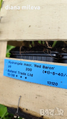 Хортензия Червен Барон, Hydrangea macr. Red Baron за сянка !!!, снимка 4 - Градински цветя и растения - 54769074