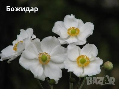 Коренчета Бяла Анемония